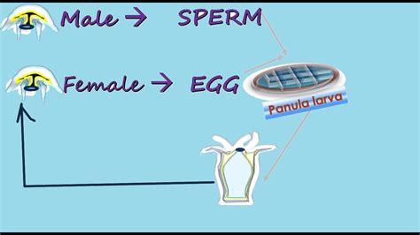 LIFE CYCLE OF HYDROZOA IN DEATAIL - YouTube