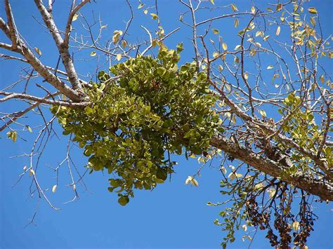 Mistletoe Plants: Care & Growing Guide