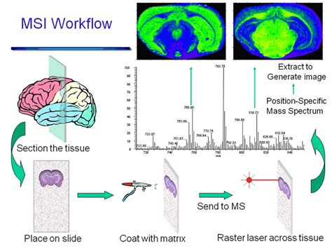 Mass spectrometry imaging - Alchetron, the free social encyclopedia