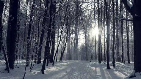 Snowy Forest Wallpaper (70+ pictures)