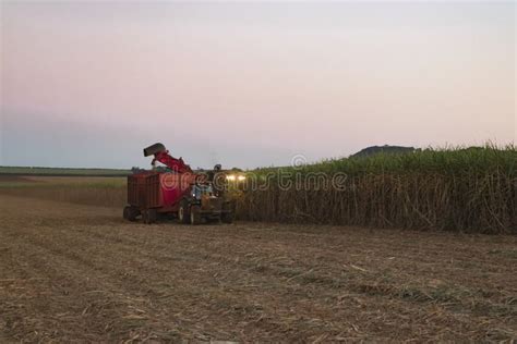 Sugar Cane Harvest By Machine Stock Image - Image of cane, blades: 11868881