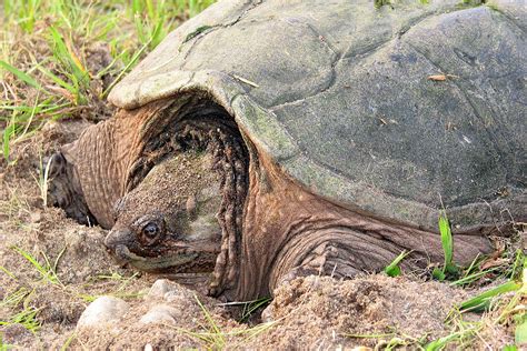 Chelydra serpentina - Wikipedia, la enciclopedia libre