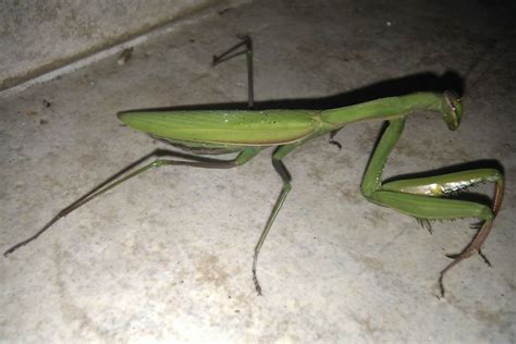 European Mantis Facts, Pictures & In-Depth Information.