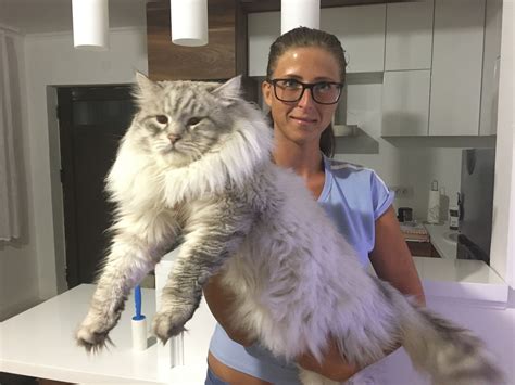 Big Cat Size Comparison To Human