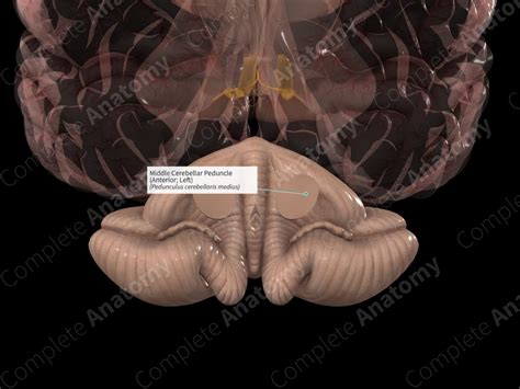 Middle Cerebellar Peduncle (Anterior; Left) | Complete Anatomy