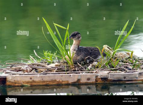 A Female red necked Grebe nesting Stock Photo - Alamy