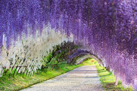 Wisteria Flower Tunnel, Japan | 83 Unreal Places You Thought Only Existed in Your Imagination ...