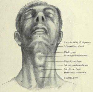 Cricoid Cartilage - Definition, Location, Function, Problems - (updated ...