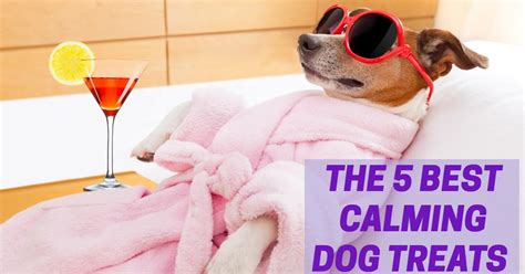 The 5 Best Calming Dog Treats - Dog Endorsed