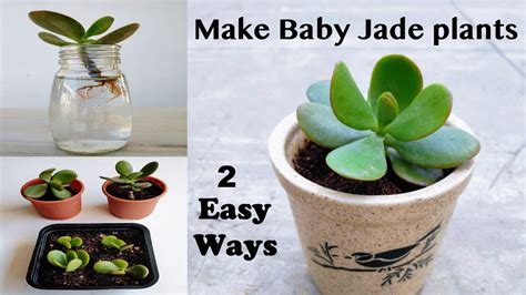 Baby Jade Plant