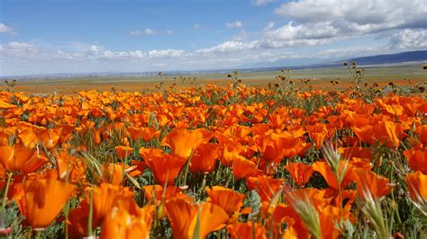 217 best California Poppy images on Pholder | Gardening, Apple Watch and Earth Porn