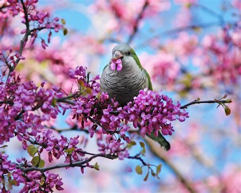 Spring Birds Flowers Wallpapers - Wallpaper Cave