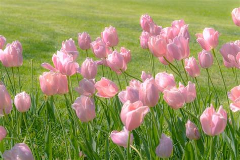 Pin de ZMN en Tulip en 2023 | Fondos de pantalla de iphone, Flores, Temas para celular rosa