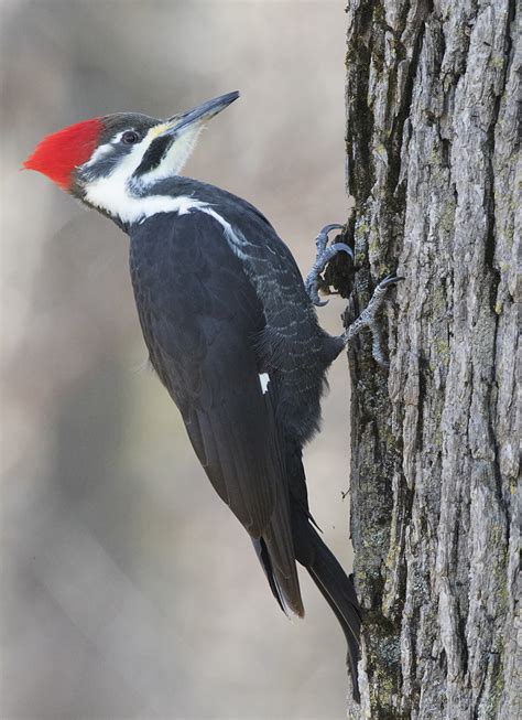 pileated-woodpecker – Wildlife In Nature