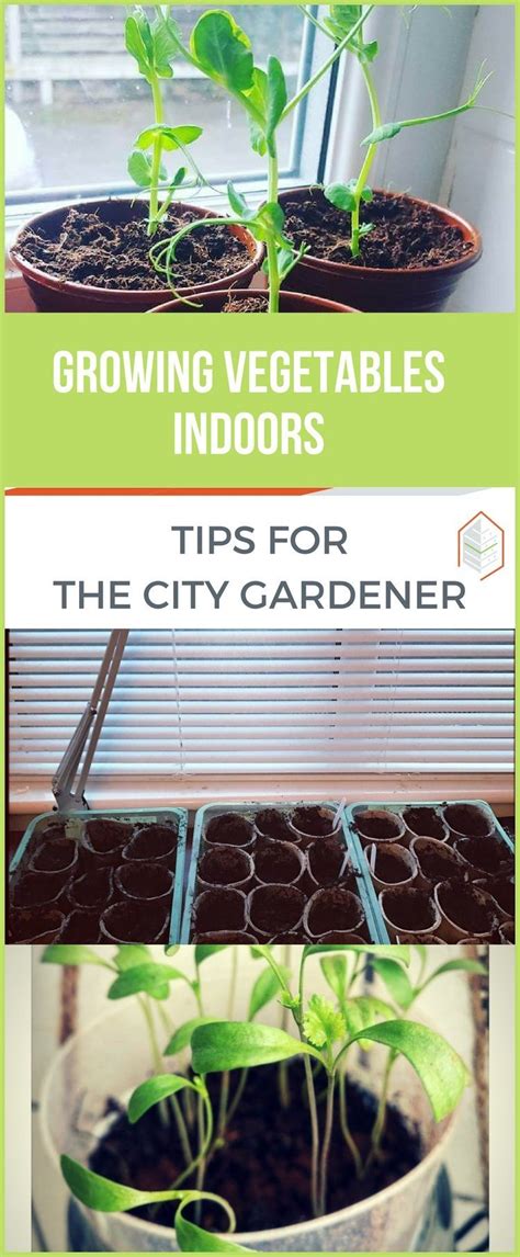 Growing Vegetables Indoors: Tips and Tricks | Growing vegetables indoors, Growing vegetables ...