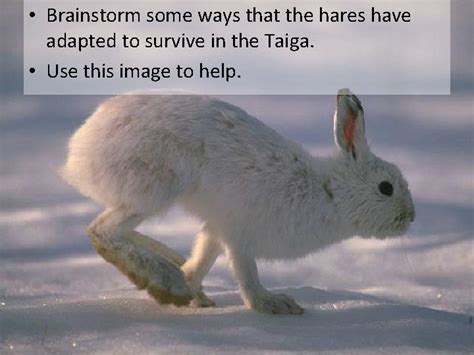 The Snowshoe Hare A Study in Adaptations and