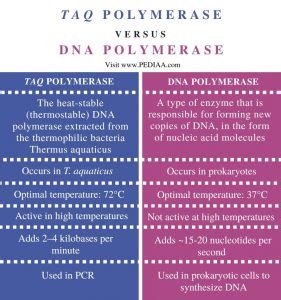 What is the Difference Between Taq Polymerase and DNA Polymerase ...