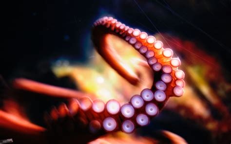 Octopus, HD Creative, 4k Wallpapers, Images, Backgrounds, Photos and ...