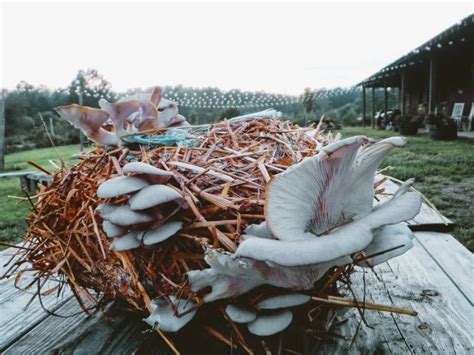 How to Grow Oyster Mushrooms Indoors - Permacrafters