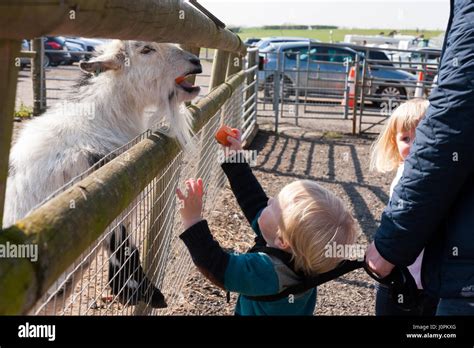 Families / visitors / people with kids / children / child feeding feeds ...