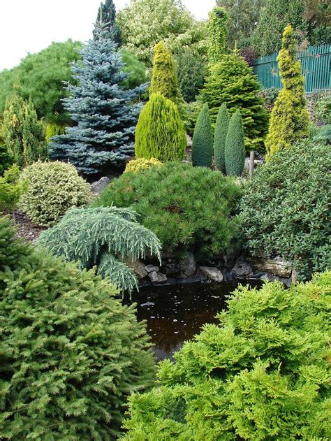 1000+ images about Terrific trees and shrubs on Pinterest | Gardens, Sun and Pine