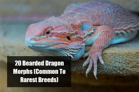 20 Bearded Dragon Morphs and Color Types (Common to Rarest Breed)