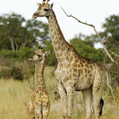 Giraffe Facts: Habitat, Behavior, Diet | Giraffe facts, Giraffe, Fun facts about giraffes