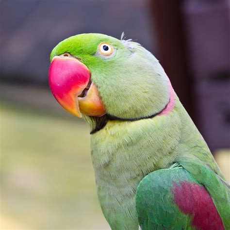 Green Parrot Wallpapers - Wallpaper Cave