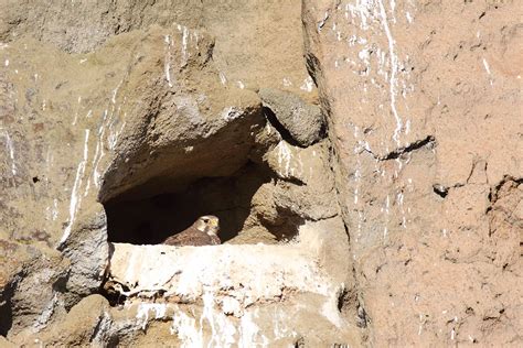 Prairie Falcon on it's nest. | Observed on a high rock cliff… | Flickr