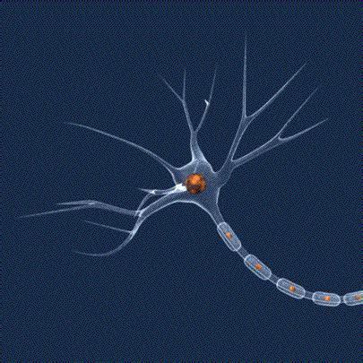 Backwards signals appear to sensitize brain cells, rat study shows | NICHD - Eunice Kennedy ...