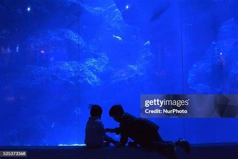 23 Tokyo Skytree Aquarium Stock Photos, High-Res Pictures, and Images ...