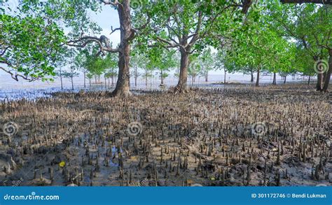 Avicennia Tree (Sonneratia Alba) Plant Habitat, Lives on Tropical ...