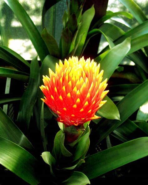 Bromelia plant care advice - Flower Press