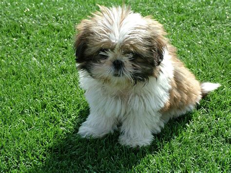 Chi tzu | Dog breeds, Dog shedding, Dog breeds that dont shed