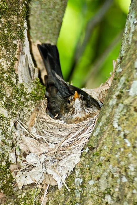 Starling Nesting stock photo. Image of watching, tree - 14158630