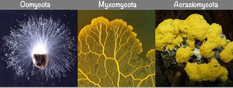 Protista Mirip Jamur: Oomycota, Myxomycota, dan Acrasiomycota | Freedomsiana