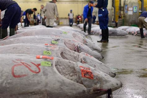 Tsukiji Fish Market Tuna – newstempo