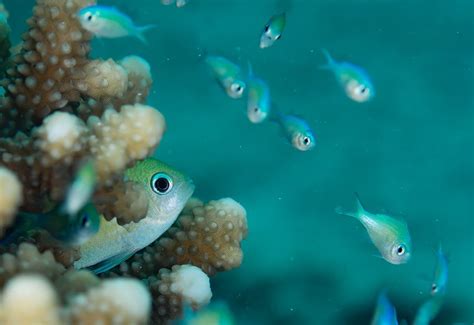 8 Tips to Create Beautiful Underwater Animal Portraits - Nature TTL