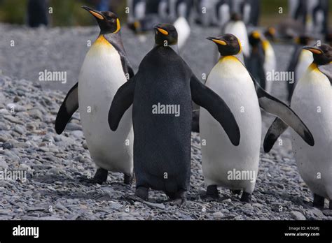 Melanistic penguin hi-res stock photography and images - Alamy