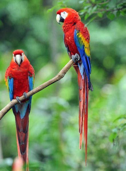 Scarlet Macaw - Animal Facts and Information