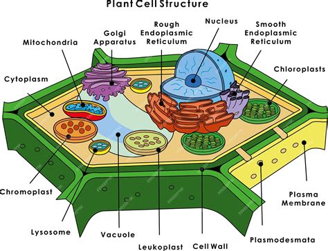 Estructura de la célula vegetal | Vector Premium