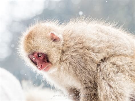 Japanese Snow Monkeys | Japan Photo Guide