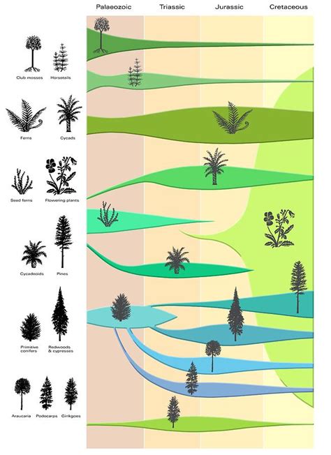 Plant Evolution, Diagram Photograph by Gary Hincks