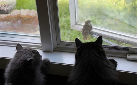 Cats, Birds, Sparrow, Window, HD Wallpaper | Rare Gallery