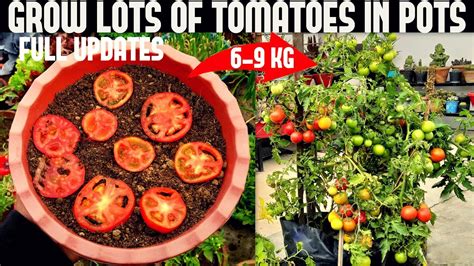 How To Grow Tomatoes At Home (SEED TO HARVEST) - Herbal Plant Power