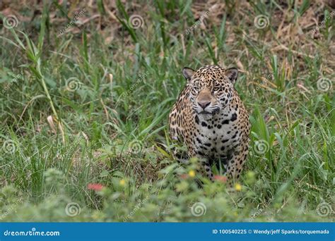 Jaguar in Hunting Mode stock image. Image of majestic - 100540225