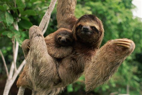 40 Adorable Sloth Pictures You Need in Your Life | Reader's Digest