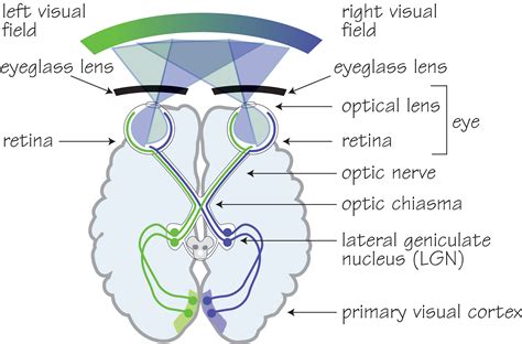 Structure Of Visual Pathway | My XXX Hot Girl