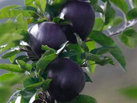 Everything About Black Diamond Apples - Boldsky.com