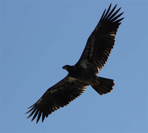 Free photo: Bald Eagle Flying - Animal, Bald, Bird - Free Download - Jooinn